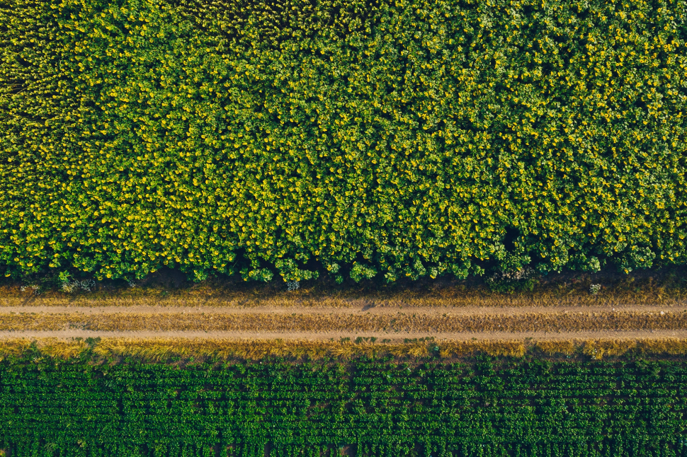 Luftbild Sonnenblumenfeld bei Trebur
