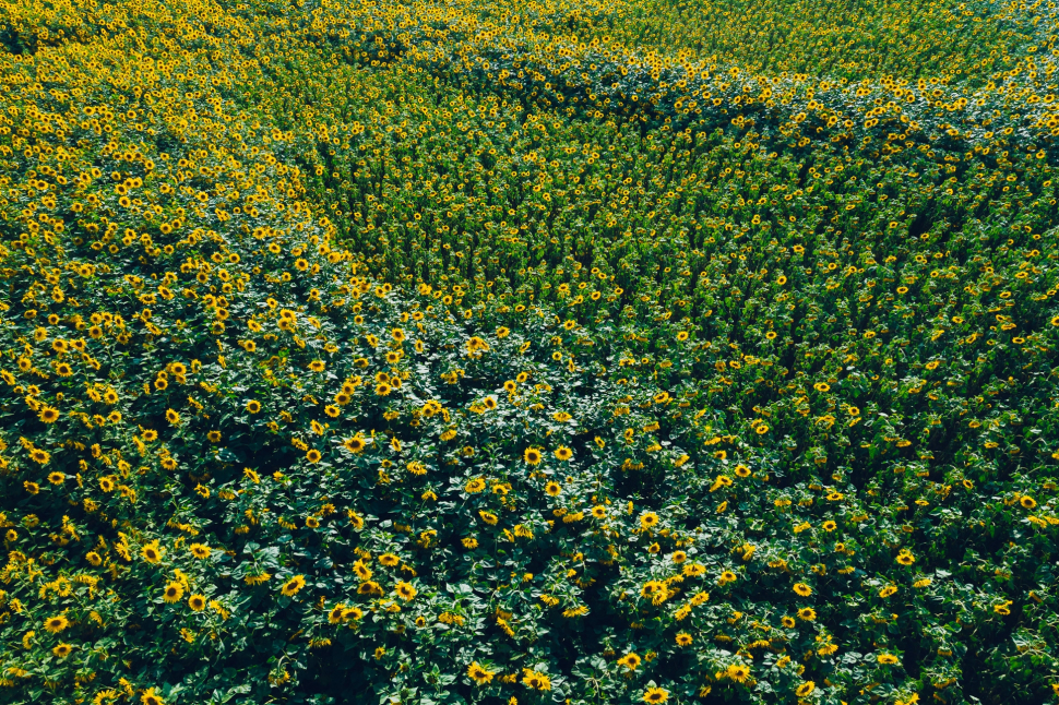 Luftbild Sonnenblumenfeld bei Trebur
