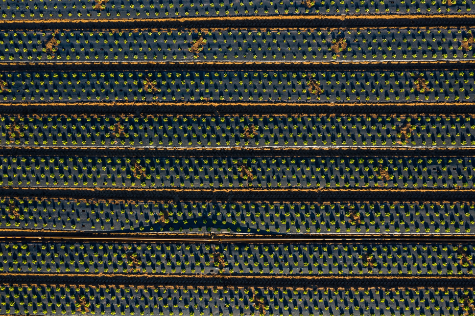 Luftbild Gemüseanbau bei Trebur