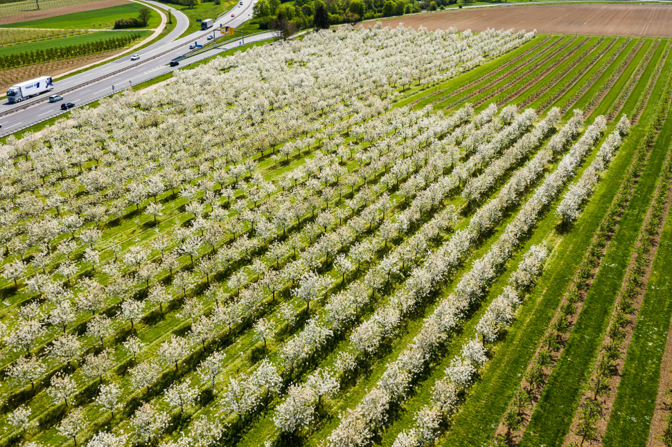 Luftbild Kirschblüte bei Mainz-Finthen