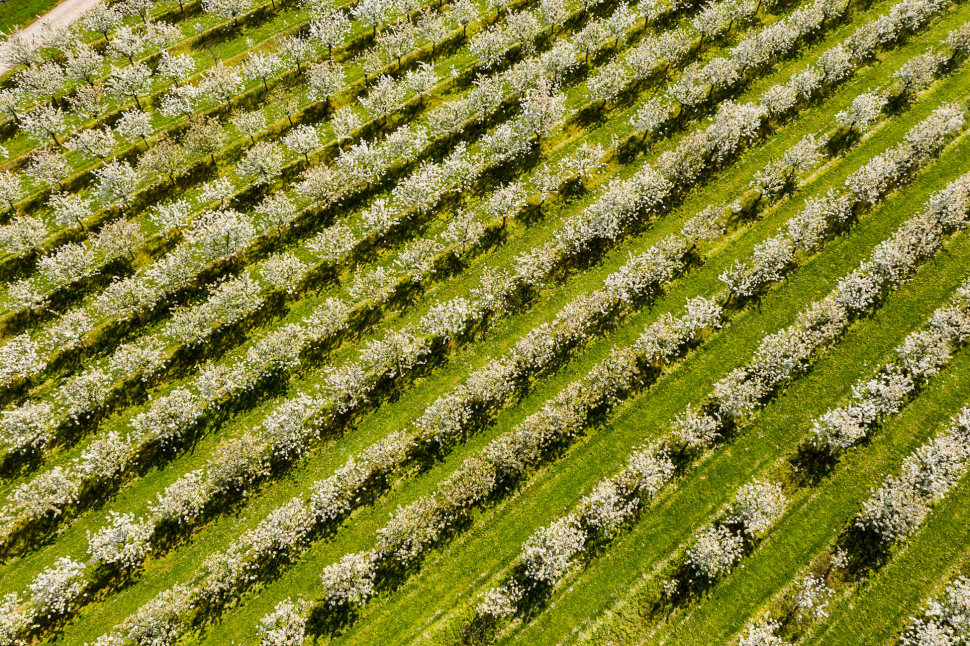 Luftbild Kirschblüte bei Mainz-Finthen