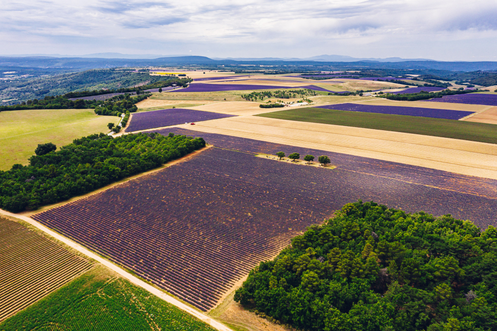 Luftbild Lavendelfelder bei Montagnac
