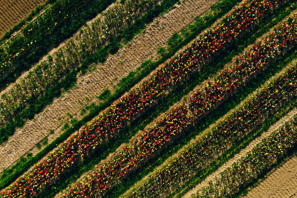 Luftbild Tulpen bei Dexheim