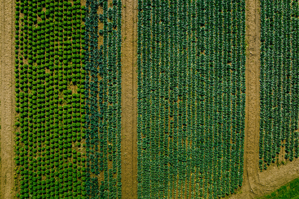 Luftbild Grünkohl bei Trebur